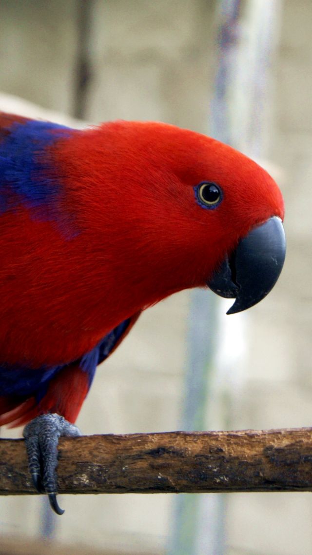 попугай, электус, остров Гаг, красный, electus parrot, Eclectus roratus, Gag Island, red (vertical)