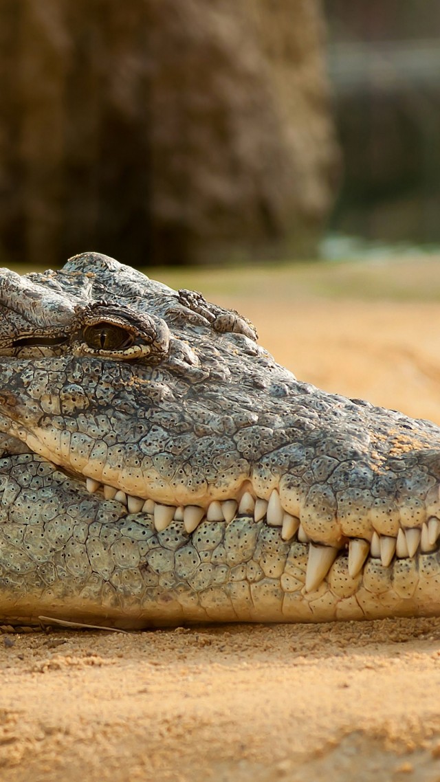 Крокодил, Нильский крокодил, рептилии, Nile Crocodile, reptilies (vertical)