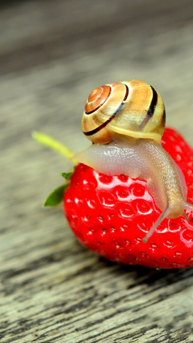улитка, природа, клубника, snail, nature, strawberry (vertical)
