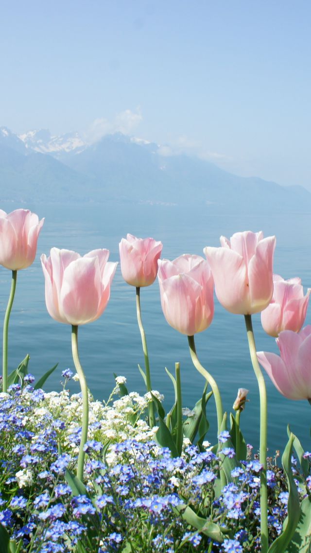 тюльпан, 4k, HD, весенние цветы, горы, tulip, 4k, HD wallpaper, spring flowers, mountains (vertical)