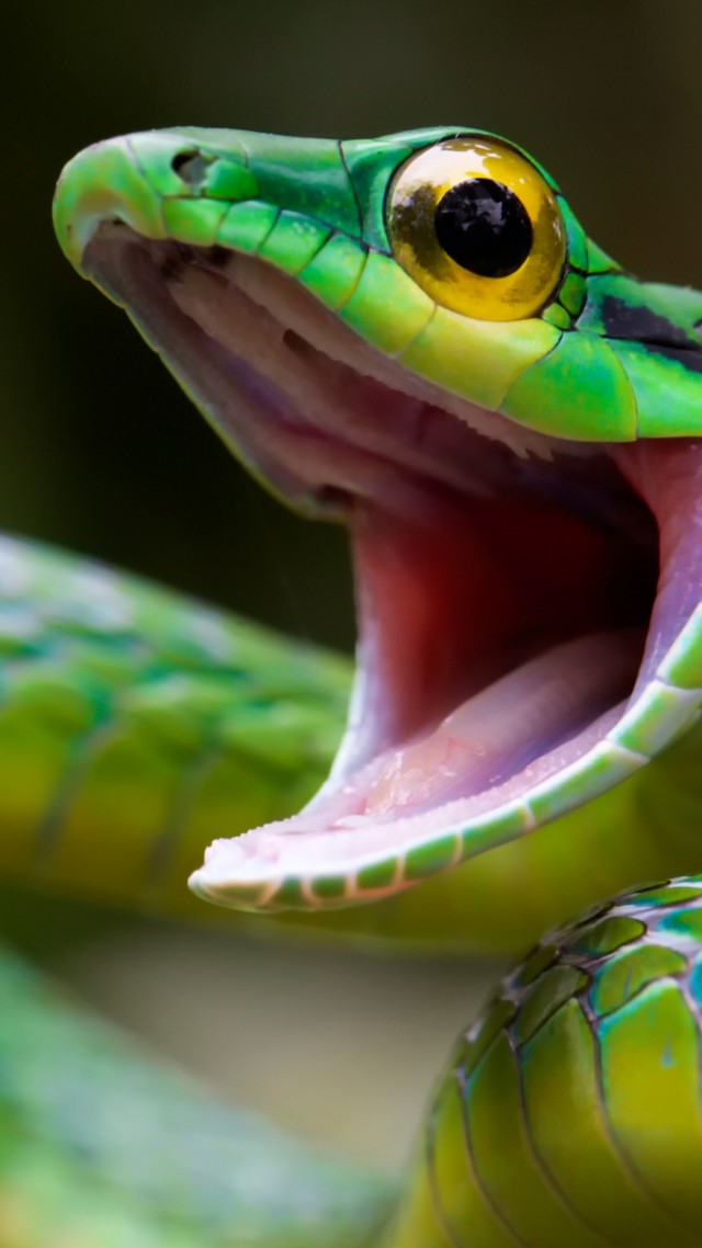 Змея, зеленый, глаза, Satiny Parrot Snake, Snake, green, danger, eyes (vertical)