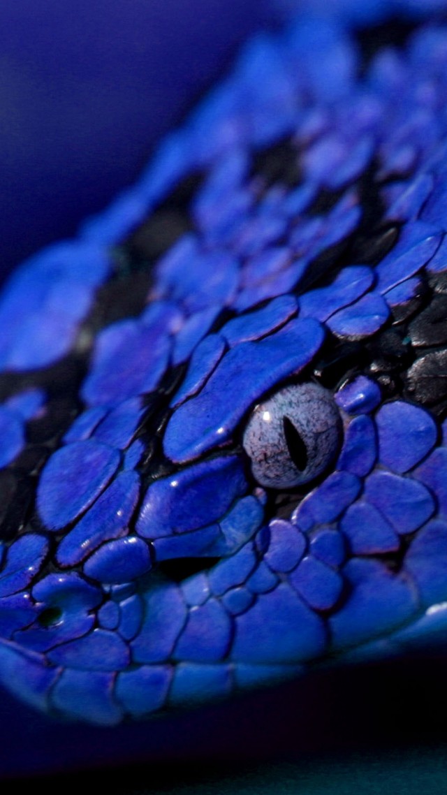 Змея, синий, глаза, Snake, blue, danger, eyes (vertical)
