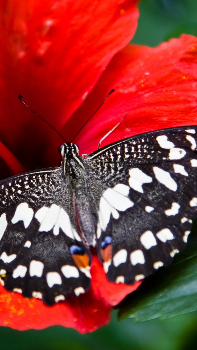 бабочка, черно-белый, насекомые, природа, сад, Butterfly, black-white, insects, flowers, Glass, nature, garden (vertical)