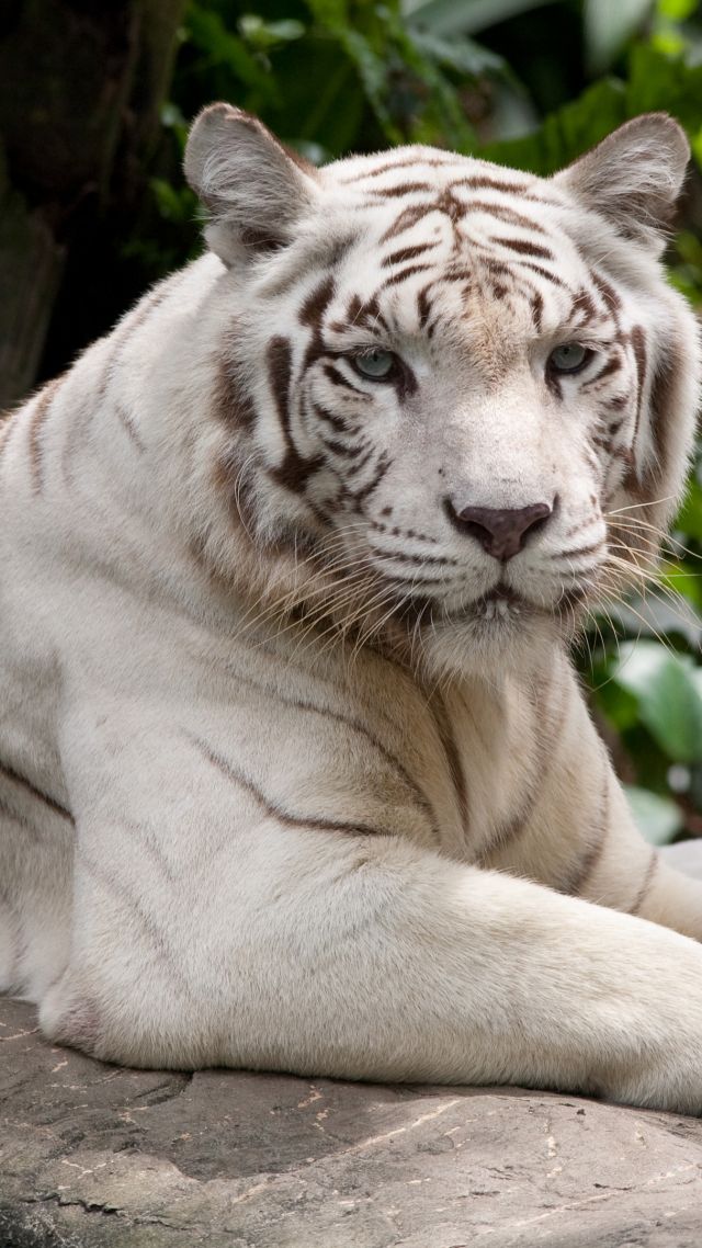 белый тигр, природа, дикие животные, white tiger, nature, wild, animals (vertical)