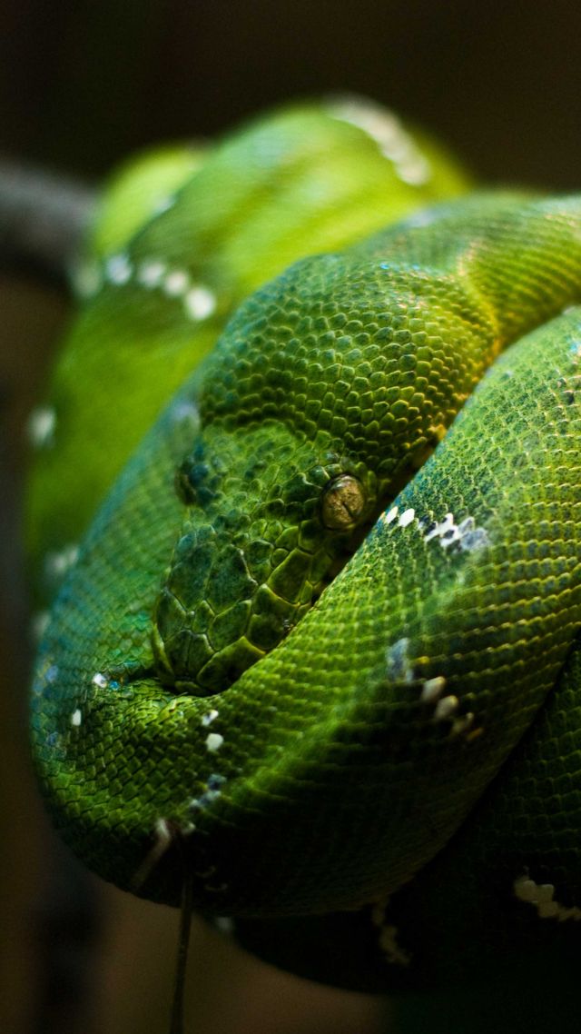 Питон, зеленый, Сингапур, змеи, глаза, Python, Singapore, zoo, Emerald, Green, snake, eyes, close-up (vertical)