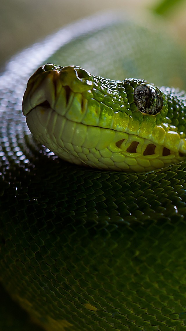 Питон, Змея, зеленый, глаза, голова, Python, Snake, Head, Scales, Green, Boa (vertical)