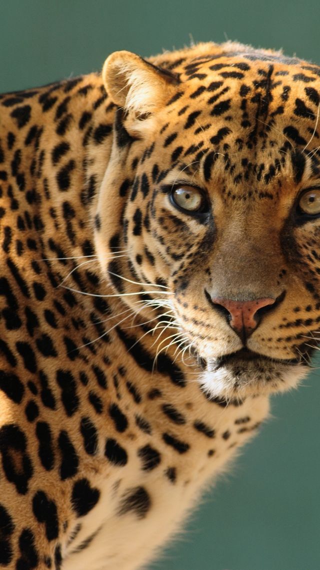 ягуар, дикая кошка, лицо, jaguar, wild, cat, face (vertical)