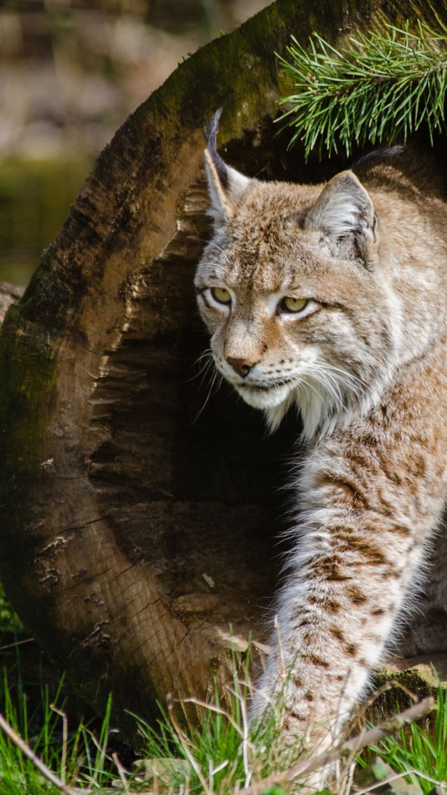 Рысь, опасные животные, дикие кошки, lynx, World's dangerous animals, Wild Cats (vertical)