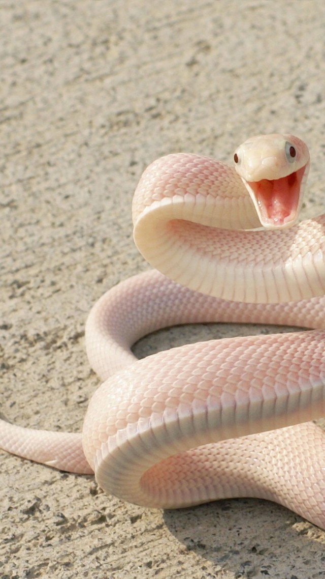 змея, розовая змея, асфальт, глаза, нападание, нападает, нападать, Snake, Pink Snake, asphalt, eyes, attack (vertical)
