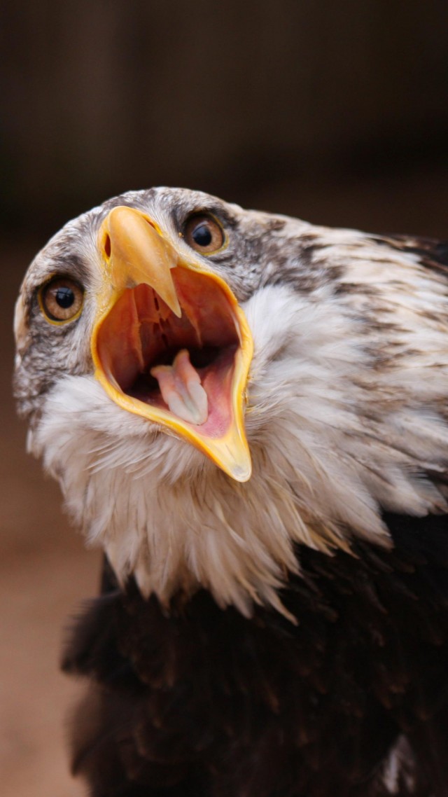 орел, птица, перья, кричит, глаза, природа, Eagle, bird, feathers, shout, eyes, nature (vertical)