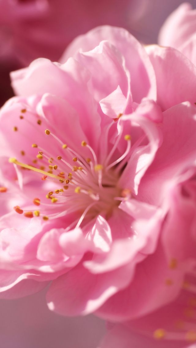 сакура, 4k, HD, розовый, весна, цветок, sakura, 4k, HD wallpaper, pink, spring, flower (vertical)