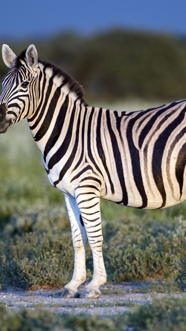 Зебра, черное и белое, глаз, Zebra, Black & White, eye, strips (vertical)