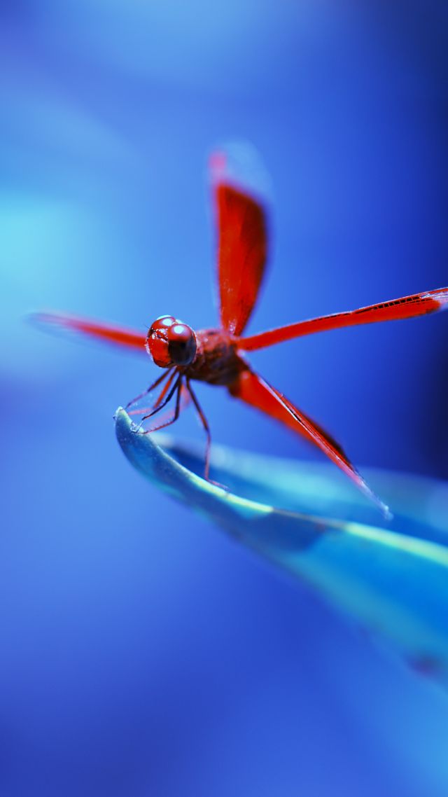стрекоза, насекомые, синий, dragonfly, insects, blue (vertical)