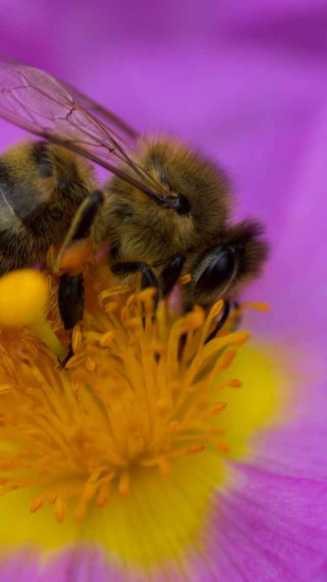 пчела, фиолетовый, цветок, желтый, насекомые, bee, purple, flower, yellow, insects (vertical)