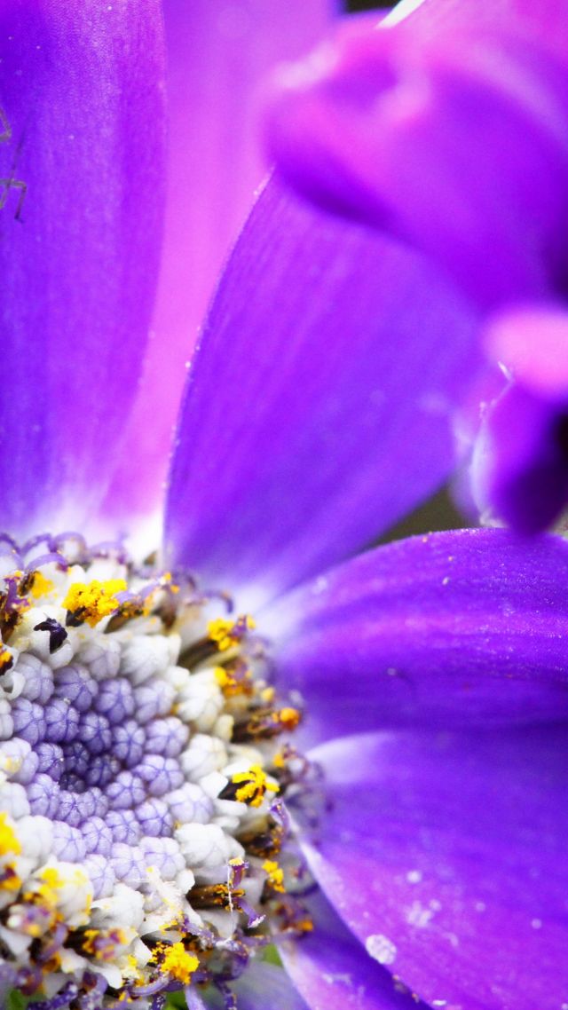 пчела, 4k, HD, фиолетовый, цветок, желтый, насекомые, bee, 4k, HD wallpaper, purple, flower, yellow, insects (vertical)