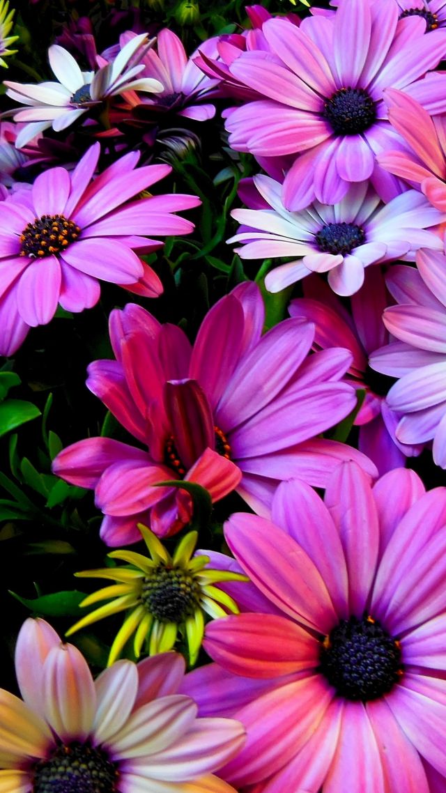 Цветы, 4k, HD, Гибискус, цвета, Flowers, 4k, HD wallpaper, Hibiscus, colours (vertical)