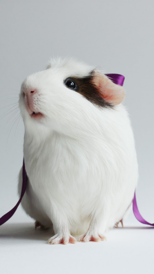 морская свинка, милая, белая, фиолетовая, лента, белый фон, hamster, cute hamster, white, close-up, purple, ribbon, white background (vertical)