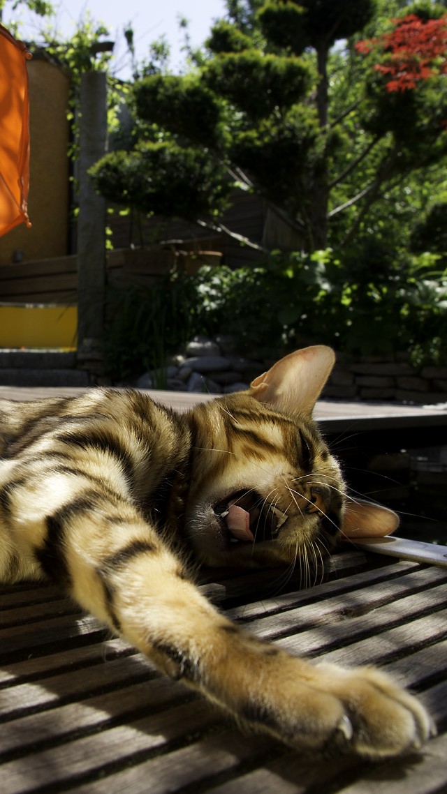 кот, кошка, зевает, отдых, полосатый, зонт, зеленый, Cat, kitty, kitten, yawns, striped, umbrella, green, relax (vertical)