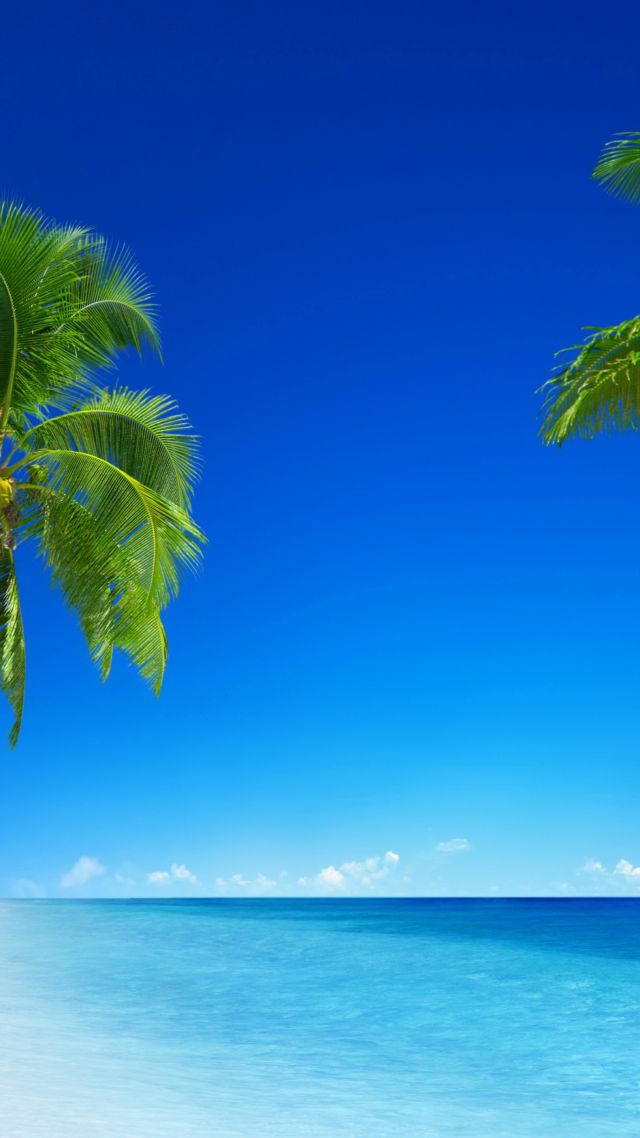 тропический пляж, 5k, 4k, 8k, парадайс, море, пальмы, tropical beach, 5k, 4k wallpaper, 8k, paradise, palms, sea, blue (vertical)