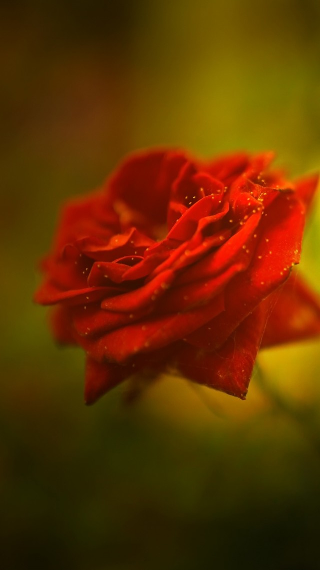 роза, 5k, 4k, красный, весна, цветок, rose, 5k, 4k wallpaper, red, spring, flower (vertical)