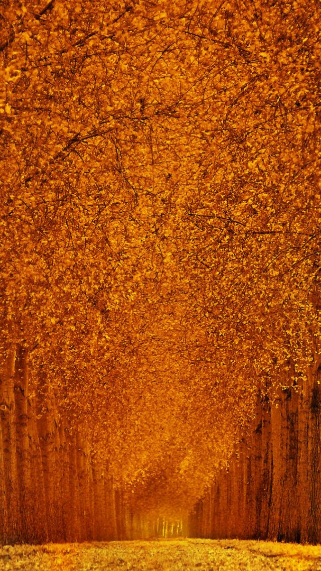Осенний парк, 5k, 4k, листья, деревья, autumn park, 5k, 4k wallpaper, trees, leaves (vertical)