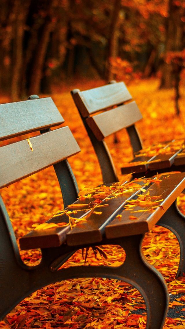 Осенний парк, 5k, 4k, листья, лавочка, деревья, autumn park, 5k, 4k wallpaper, trees, leaves, bench (vertical)