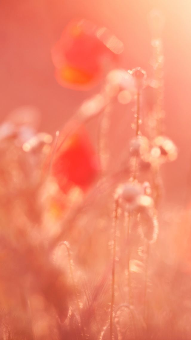 красный, 4k, HD, розовый, цветок, лето, red, 4k, HD wallpaper, pink, flower, summer (vertical)