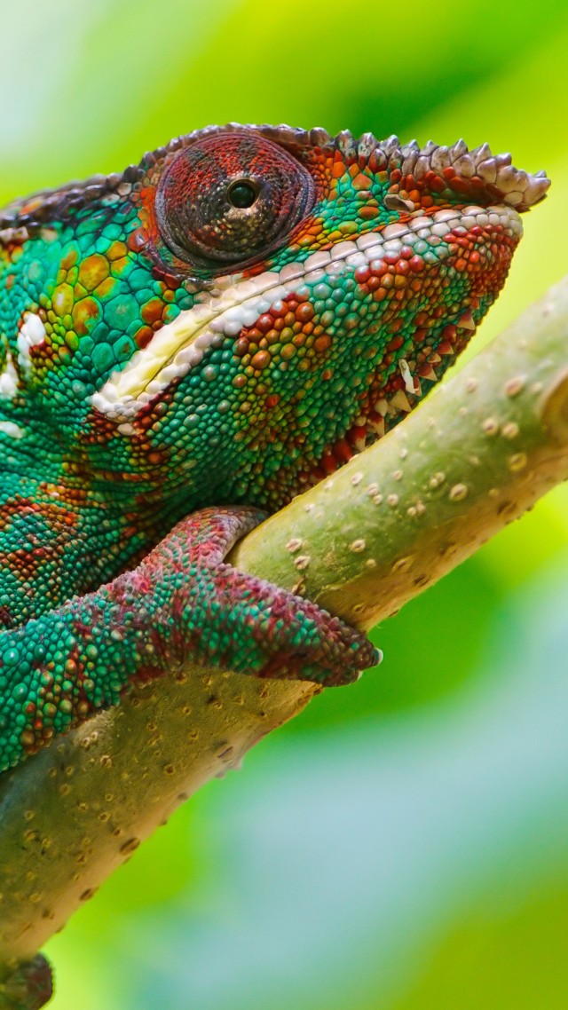 Хамелеон, взгляд, цвета, Chameleon, look, Colorful (vertical)