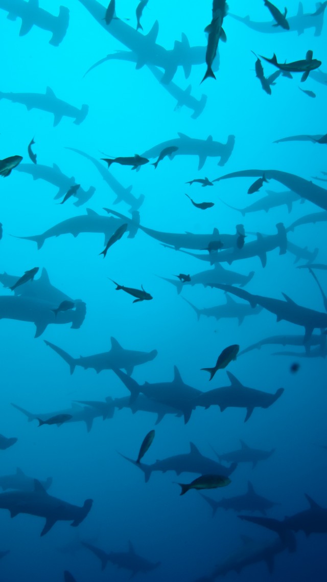 акула, 5k, 4k, акулы, океан, море, 5k, 4k, Cocos Island, Costa Rica, underwater, diving, sharks (vertical)