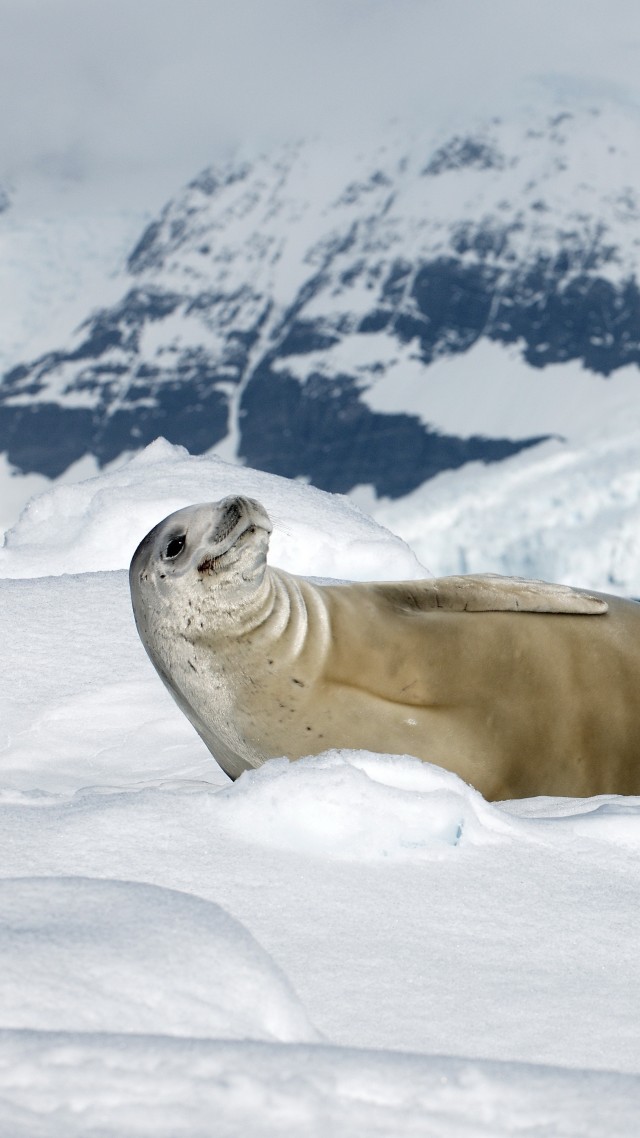 тюлень, крабоед, солнечный день, улыбка, Антарктида, животное, Crabeater seal, sea calf, Antarctica, snow, sunny day, animal, smile (vertical)