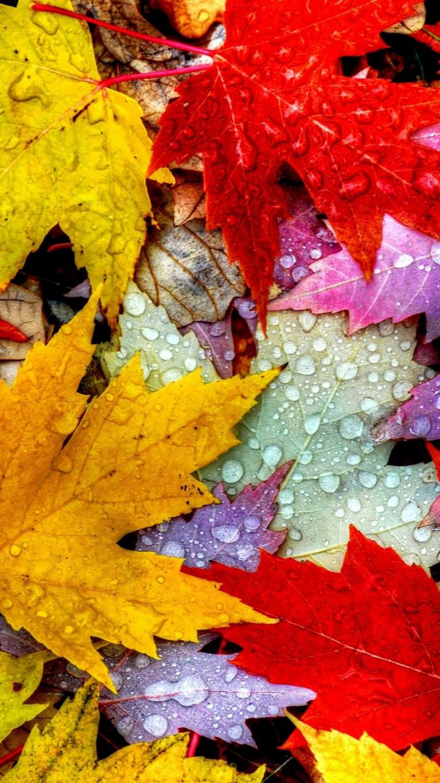 листья, 5k, 4k, осень, капли, Leaves, 5k, 4k wallpaper, drops, rain, autumn (vertical)