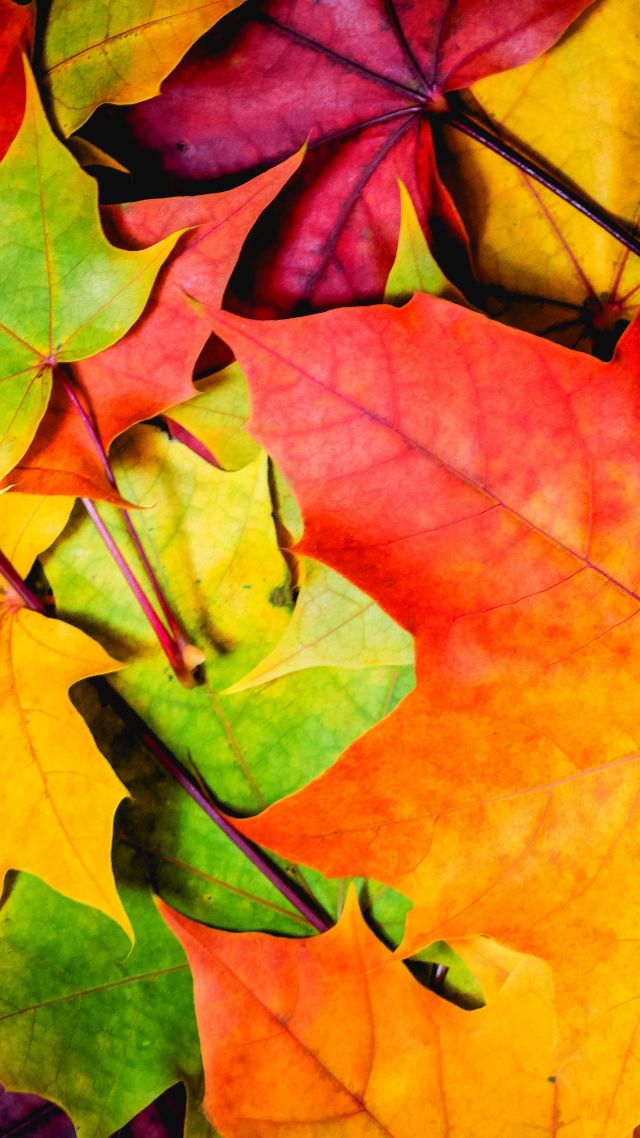 листья, 5k, 4k, 8k, цвета, осень, Leaves, 5k, 4k wallpaper, 8k, colorful, autumn (vertical)
