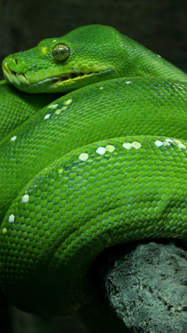 питон, 4k, HD, змея, сингапур, зеленая, глаза, туризм, Python, Singapore, 4k, HD wallpaper, zoo, Emerald, Green, snake, eyes, close-up, tourism (vertical)