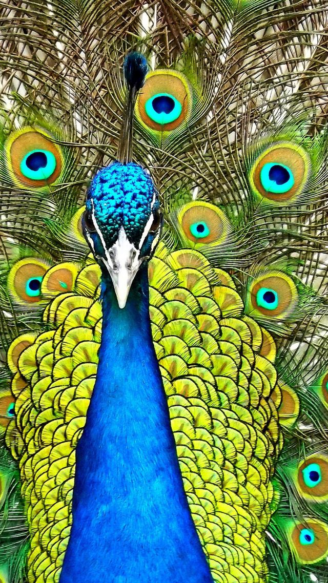 Павлин, перо, Peacock, feathers (vertical)