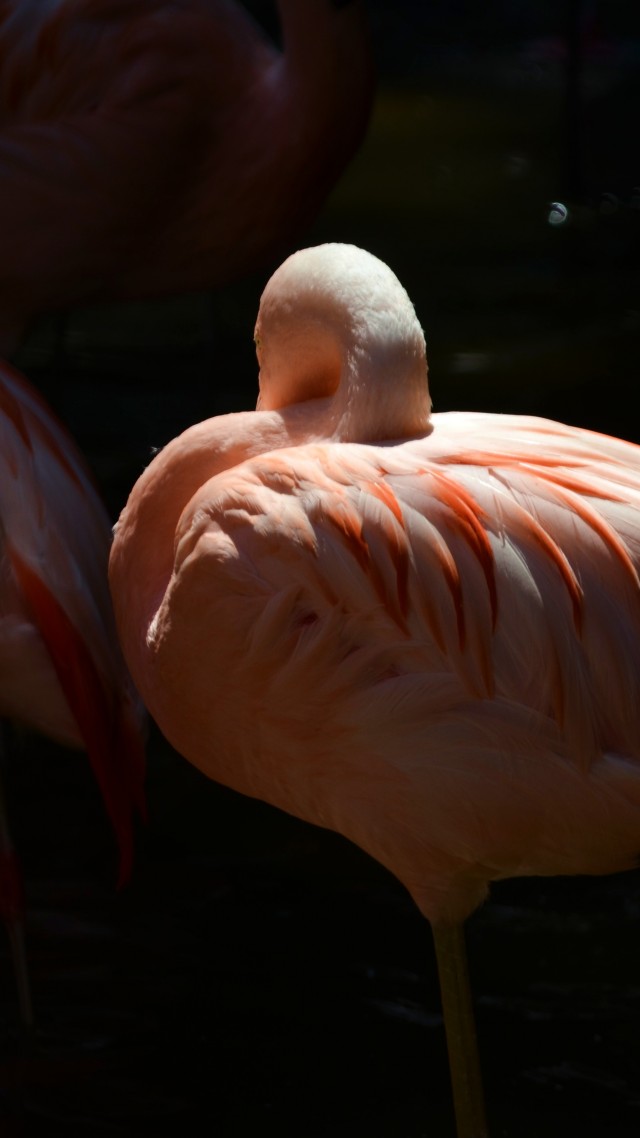 фламинго, сан диего, зоопарк, птица, красные, перья, туризм, водоем, Flamingo, Sun Diego, zoo, bird, red, plumage, tourism, pond (vertical)