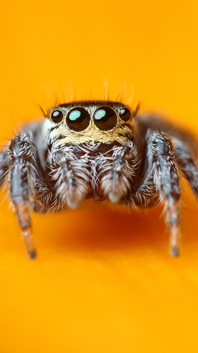 прыгающий паук, 5k, 4k, паук скакунчик, макро, черные, глаза, насекомые, милый, арахнид, Jumping Spider, 5k, 4k wallpaper, macro, black, eyes, yellow, insects, arachnid, cute (vertical)