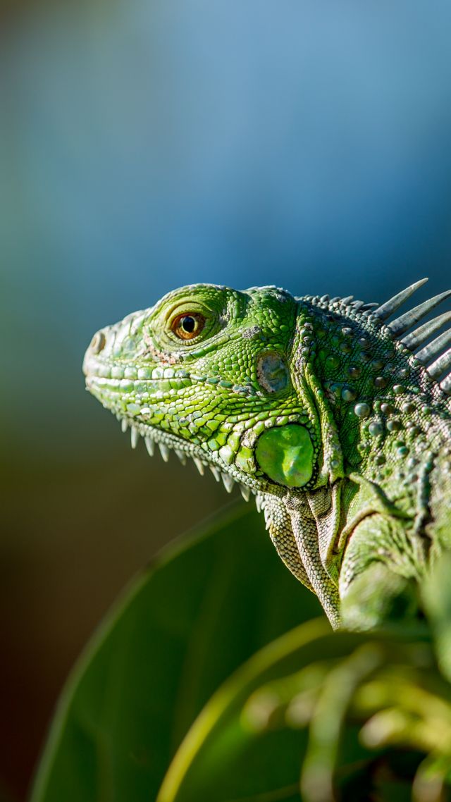игуана, зеленый, iguana, green (vertical)