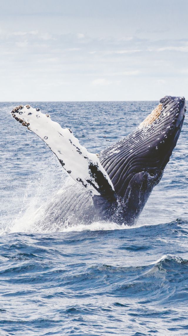 кит, 5k, 4k, 8k, океан, whale, 5k, 4k wallpaper, 8k, ocean (vertical)