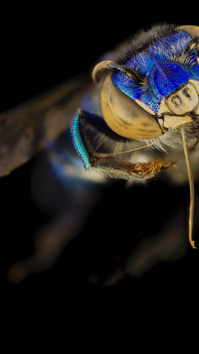 пчела, макро, аргентина, мексика, насекомые, черный, Euglossa Orchid Bee, Mexico, Argentina, macro, blue, green, insects, black background (vertical)