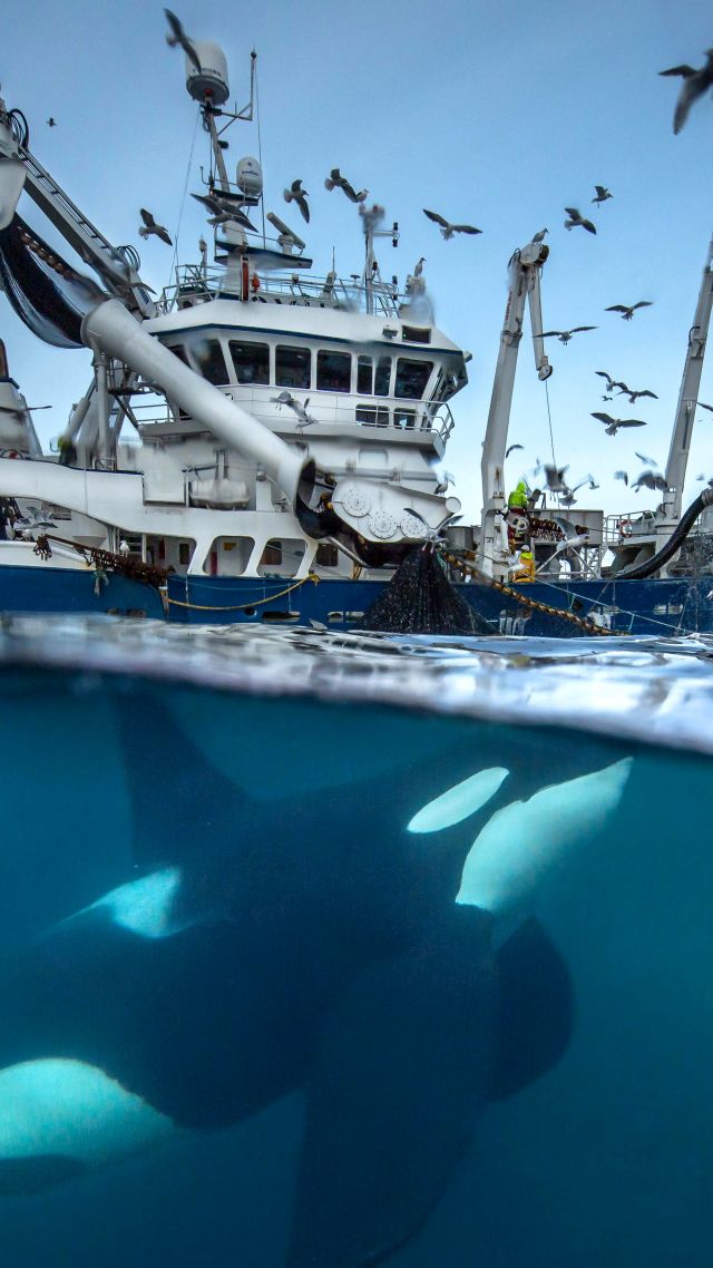 кит, лодка, птицы, океан, 2016 Wildlife Photography finalist, whale, boat, birds, Norway, Ocean, underwater (vertical)