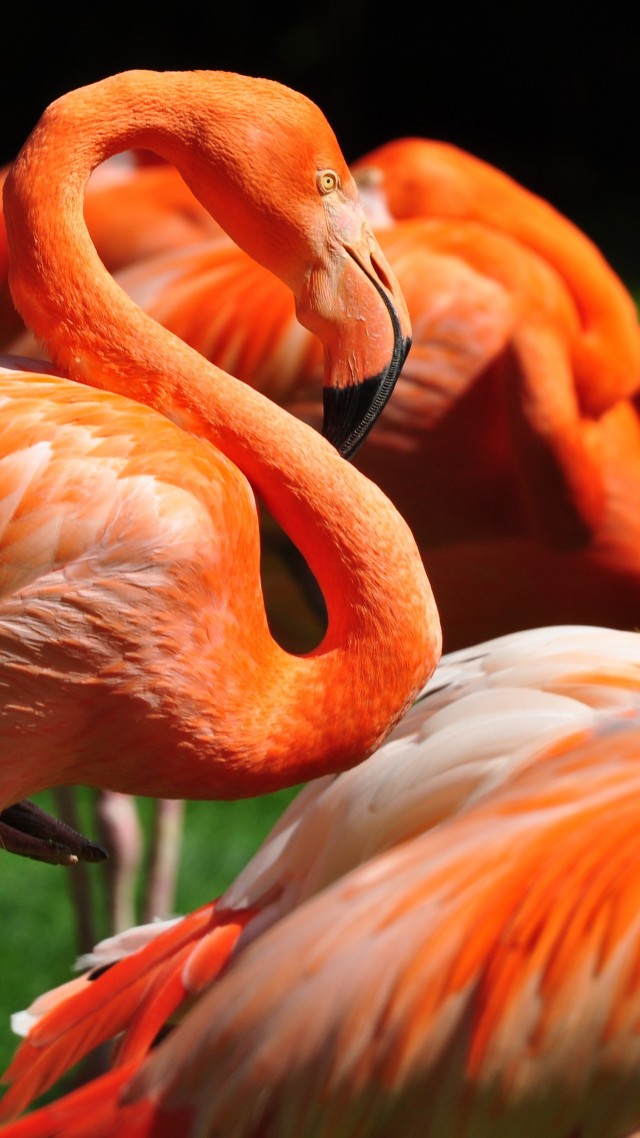 фламинго, сан диего, зоопарк, птица, красные, перья, туризм, Flamingo, Sun Diego, zoo, bird, red, plumage, tourism, green grass, tourism (vertical)
