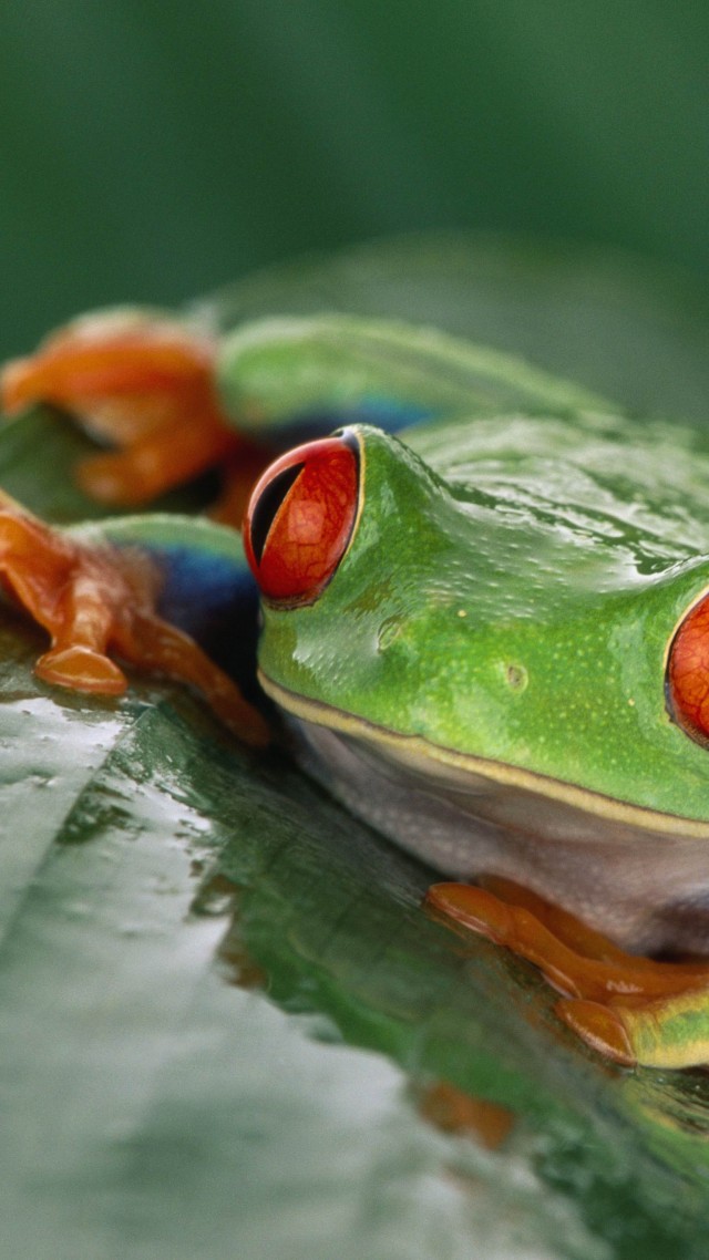 лягушка, коста рика, экзотическая, туризм, тропическая, зеленая, яд, Tree frog, Costa Rica, green, orange, tropical, exotic, travel, tourism, frog, poison (vertical)
