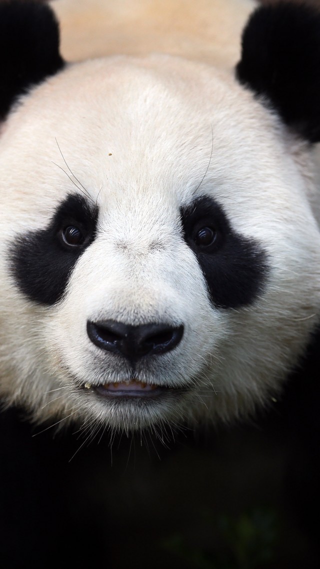 китайская панда, китай, животное, зоопарк, черная, белая, глаза, природа, Сhina panda, bears, China, animal, zoo, black, white, eyes, wild, nature (vertical)