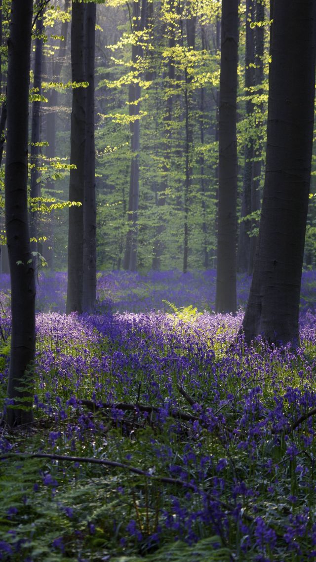 лес, колокольчик, подснежник, весна, бельгия, 4k, 5k, forest, bluebell, sunlight, spring, Halle, Belgium, 4k, 5k (vertical)