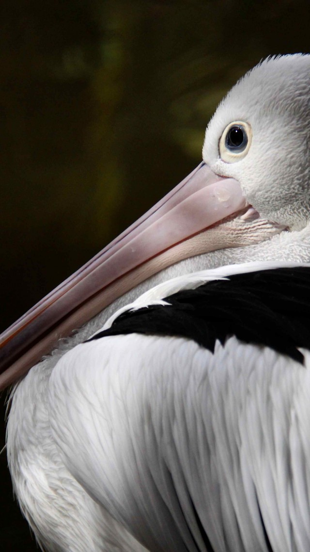 австралийский пеликан, новая гвинея, белый, серый, птица, животное, туризм, природа, Australian pelican, New Guinea, close-up, white, gray, bird, animal, nature, tourism (vertical)