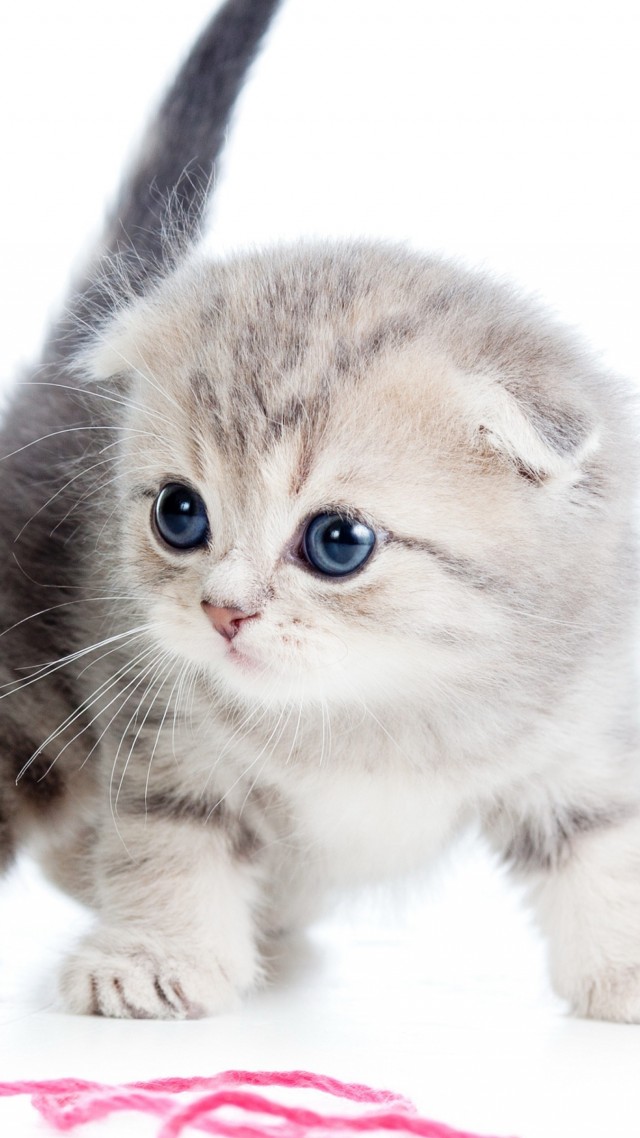 Котенок миленький картинки (50 фото) » Юмор, позитив и много смешных картинок