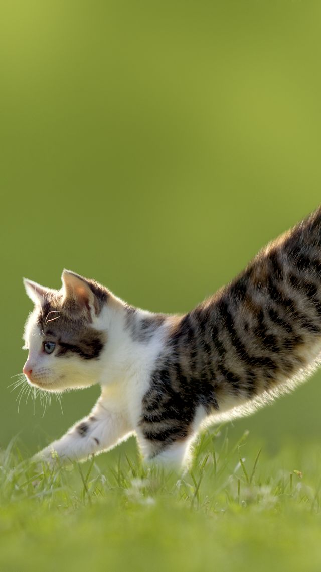 котенок, кошка, милый, kitten, cat, cute, 4k (vertical)