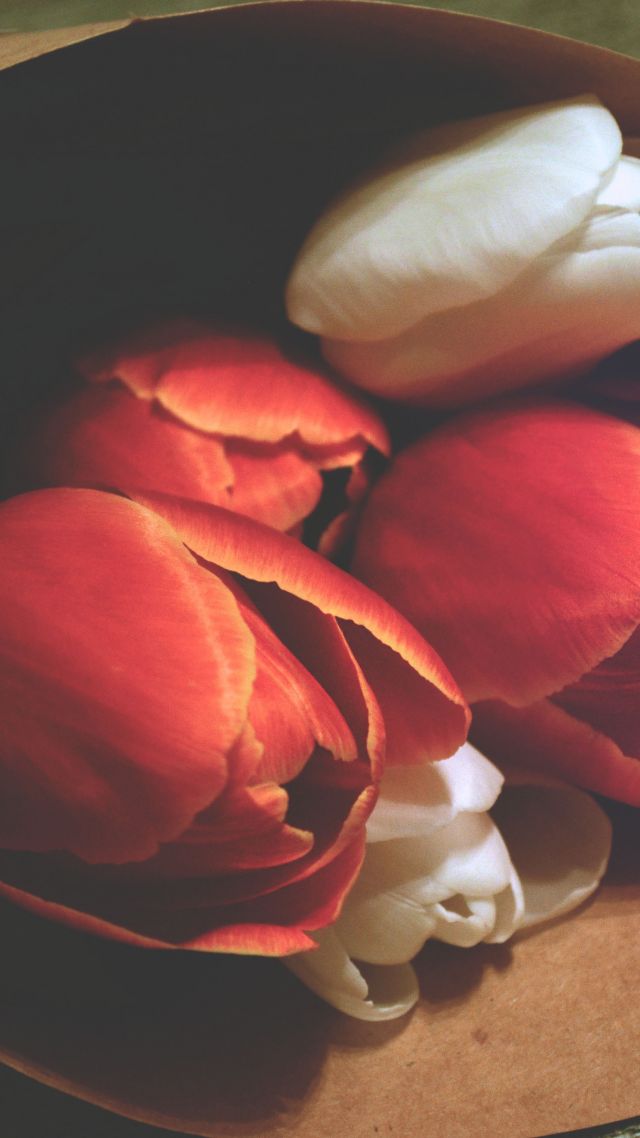 фото любовь, цветы, love image, tulips, 4k (vertical)