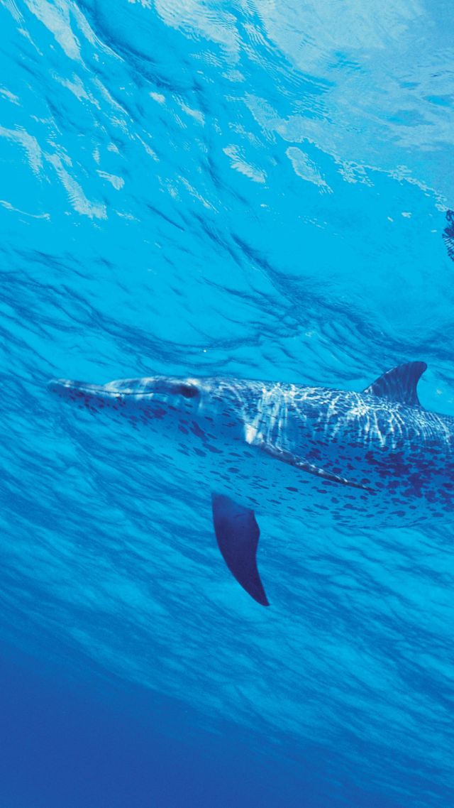 дельфин, dolphin, underwater, 4k (vertical)