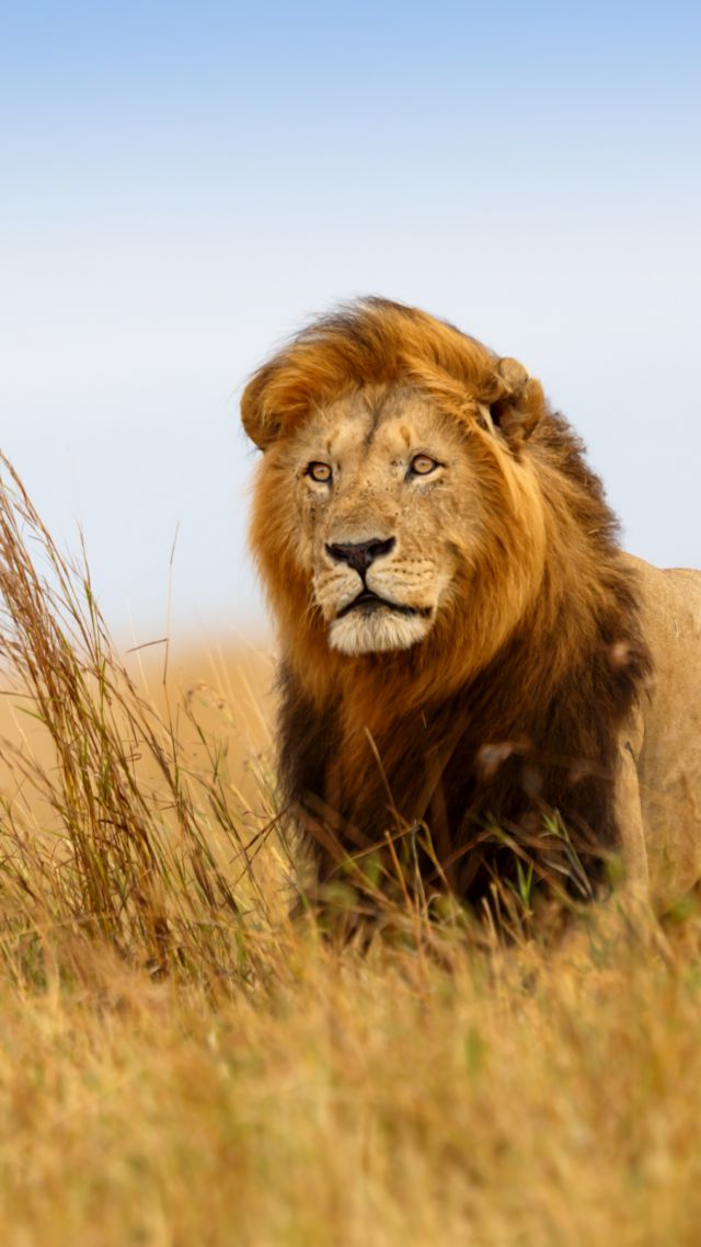 лев, саванна, lion, savanna, 5k (vertical)